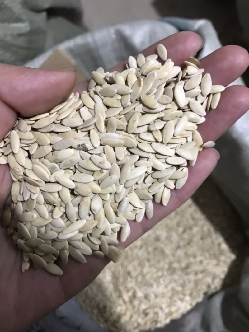 黄瓜子清香味道不要贪便宜买到油性臭味炒非种植种子