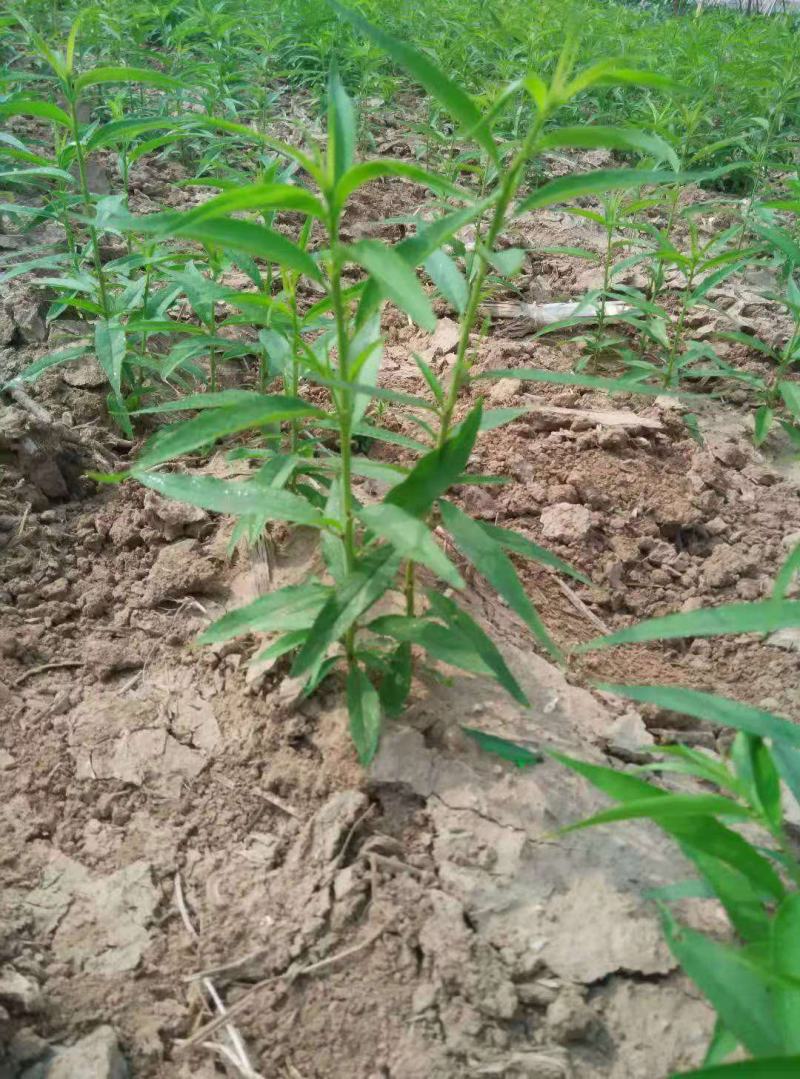 毛桃苗，毛桃芽苗，毛桃小苗，保证成活率，