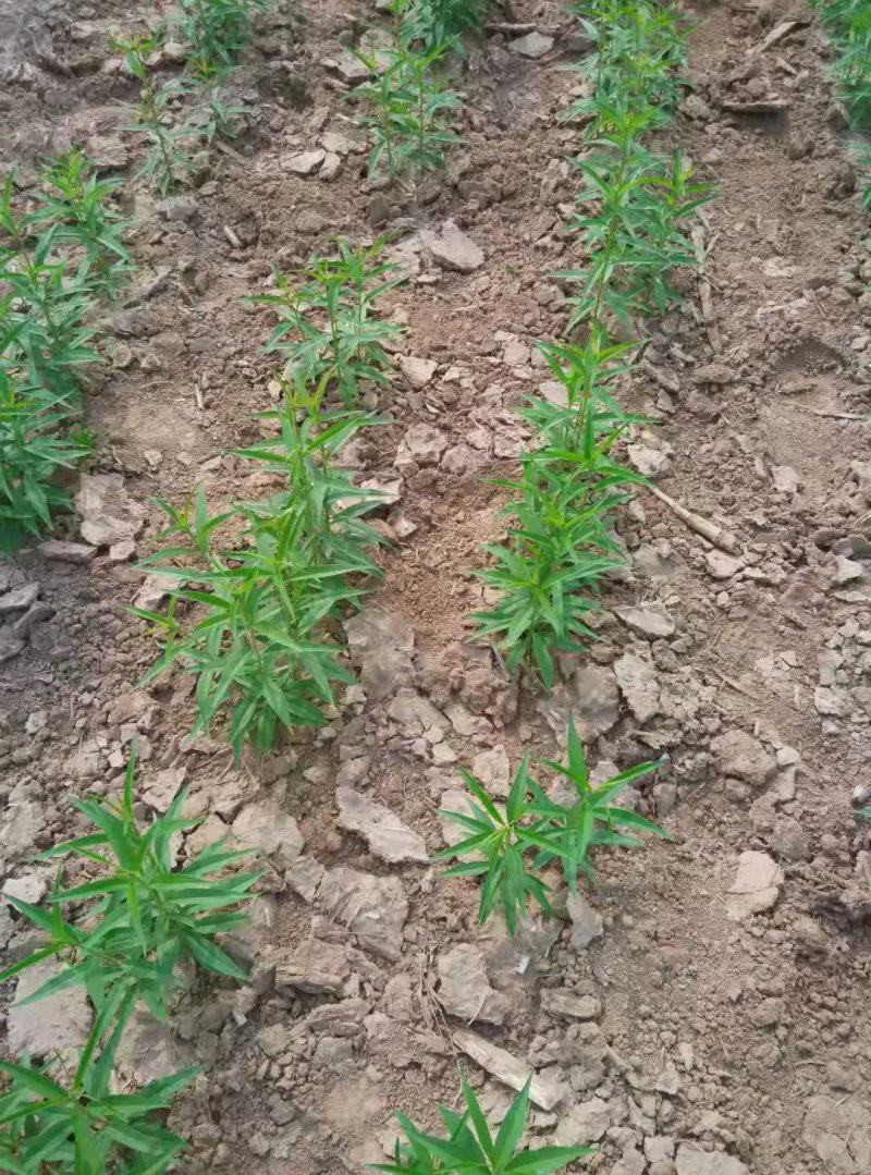 毛桃苗，毛桃芽苗，毛桃小苗，保证成活率，