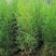 1.5米起步定植杯子侧柏