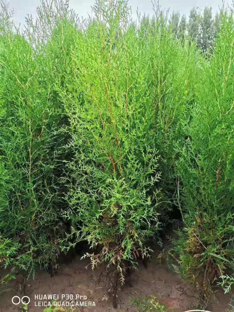 1.5米起步定植杯子侧柏