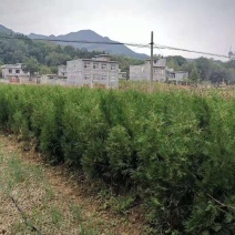 1.5米起步定植杯子侧柏