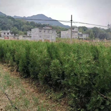 1.5米起步定植杯子侧柏