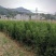 1.5米起步定植杯子侧柏