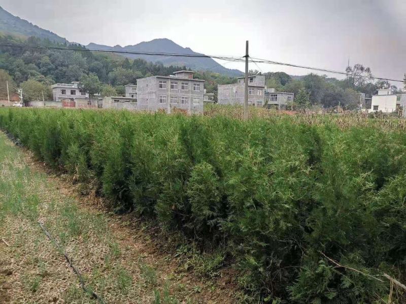 1.5米起步定植杯子侧柏