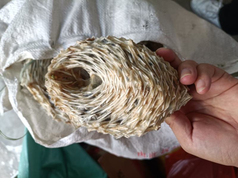 干刺鲍皮批发-刺鲍皮供应尽在锦福益海实业