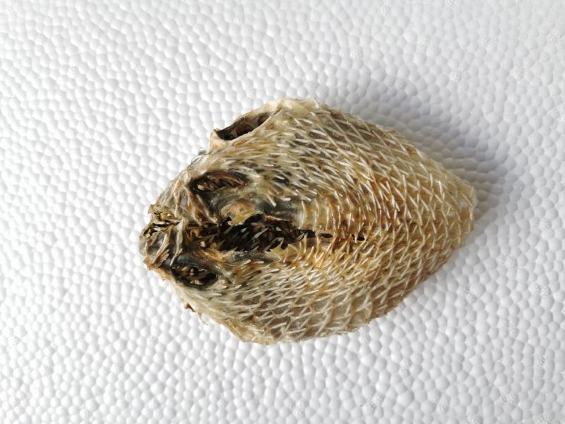 干刺鲍皮批发-刺鲍皮供应尽在锦福益海实业
