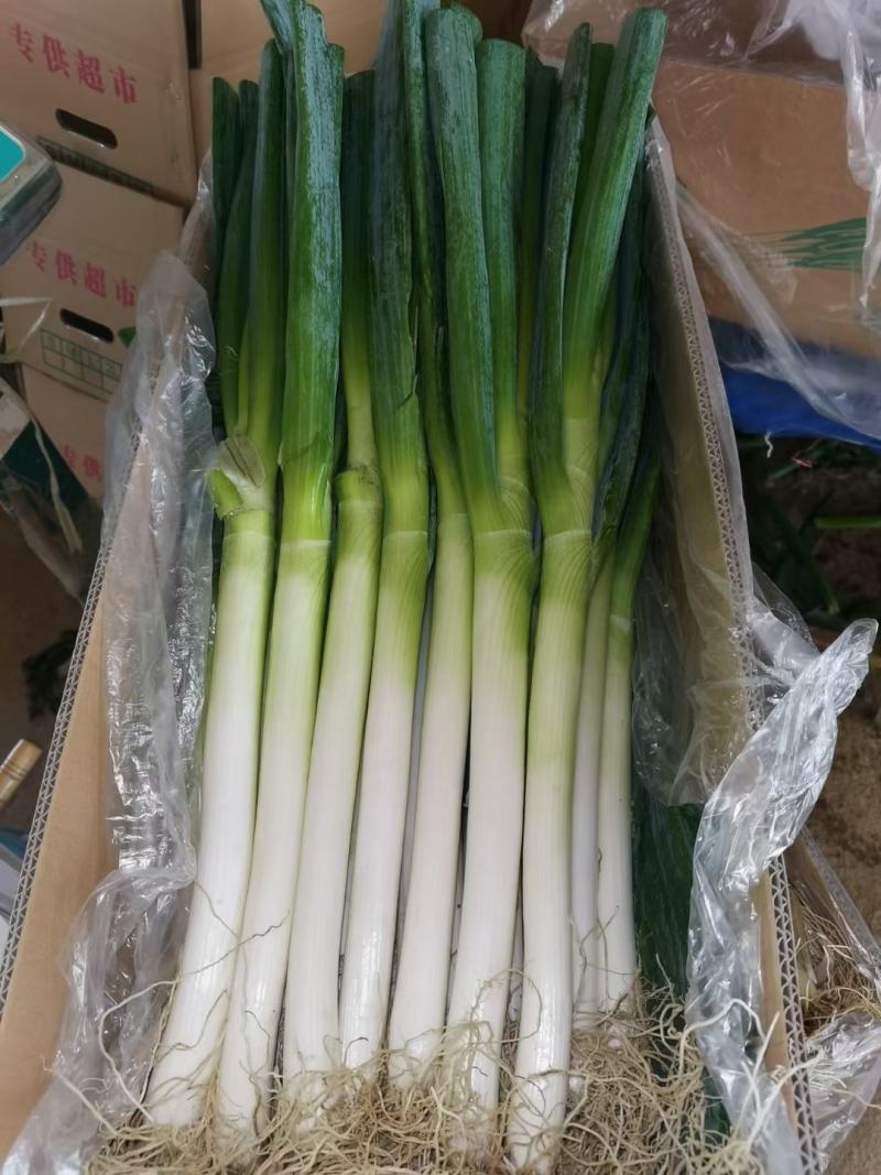 福建精品优质天光一本大葱现挖现卖一手货源