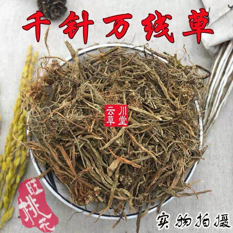 云南野生中药材千针万线草麦参小胖药筋骨草新鲜干货1