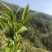 普洱茶生茶2019年春茶大树茶云南七子饼茶357克/饼