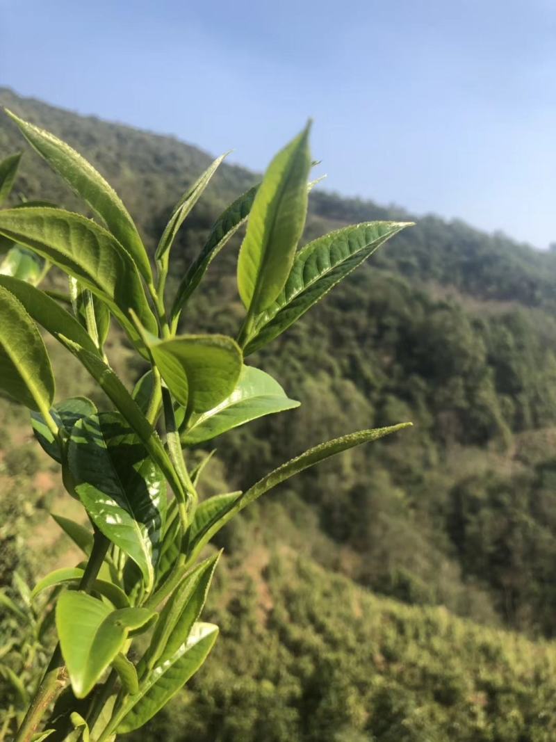 普洱茶生茶2019年春茶大树茶云南七子饼茶357克/饼