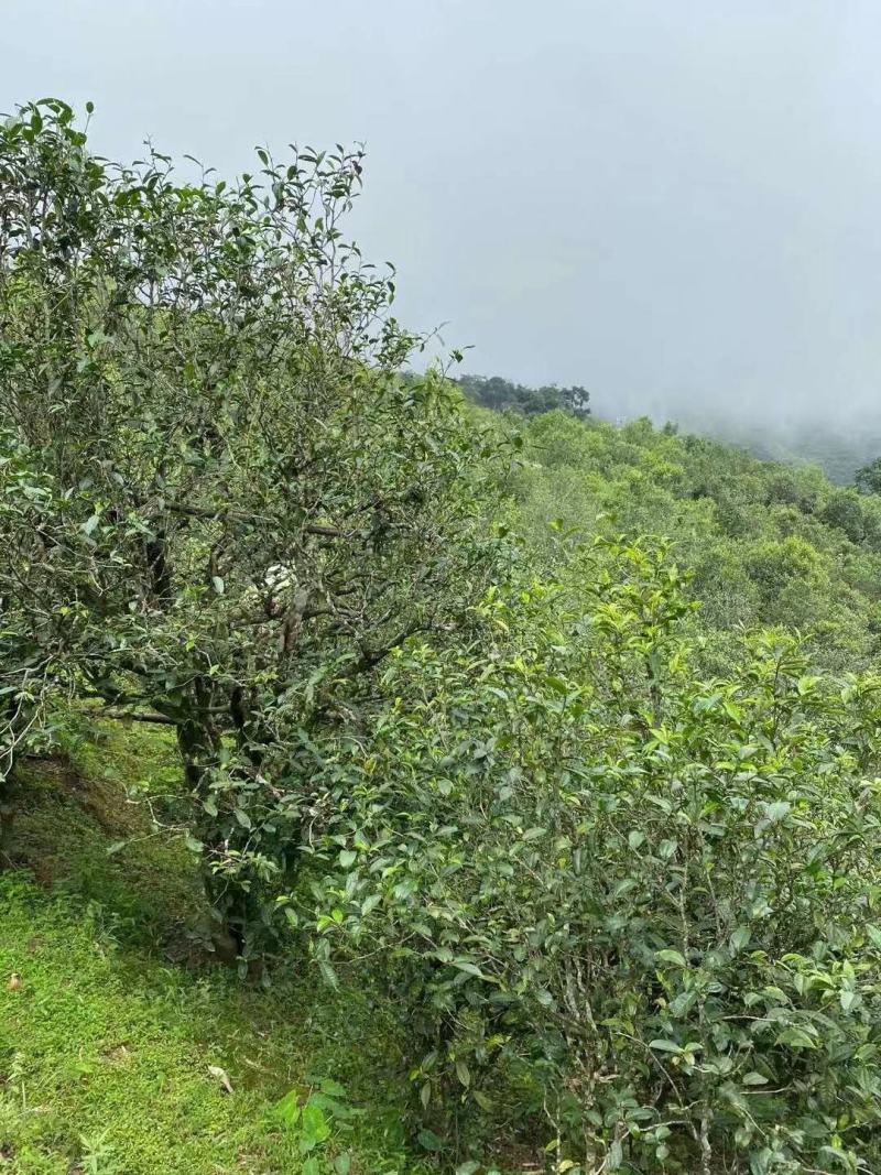 普洱茶生茶2019年春茶大树茶云南七子饼茶357克/饼