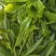 普洱茶生茶2019年春茶大树茶云南七子饼茶357克/饼