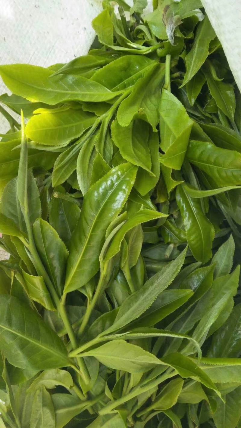 普洱茶生茶2019年春茶大树茶云南七子饼茶357克/饼