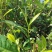 普洱茶生茶2019年春茶大树茶云南七子饼茶357克/饼