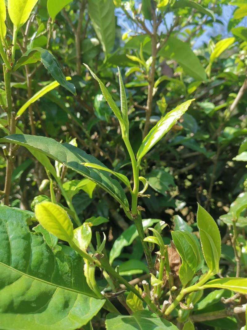 普洱茶生茶2019年春茶大树茶云南七子饼茶357克/饼