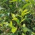 普洱茶生茶2019年春茶大树茶云南七子饼茶357克/饼