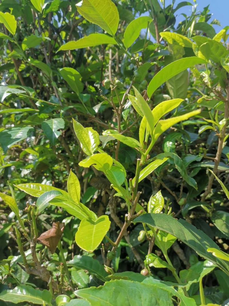 普洱茶生茶2019年春茶大树茶云南七子饼茶357克/饼