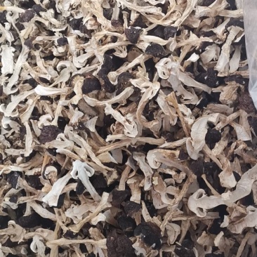 云南球盖菇干片大球盖菇赤松茸基地货源新货大量上市批发
