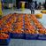 广西沙糖橘上市了，提供收百家果，免费周转车一条龙服务