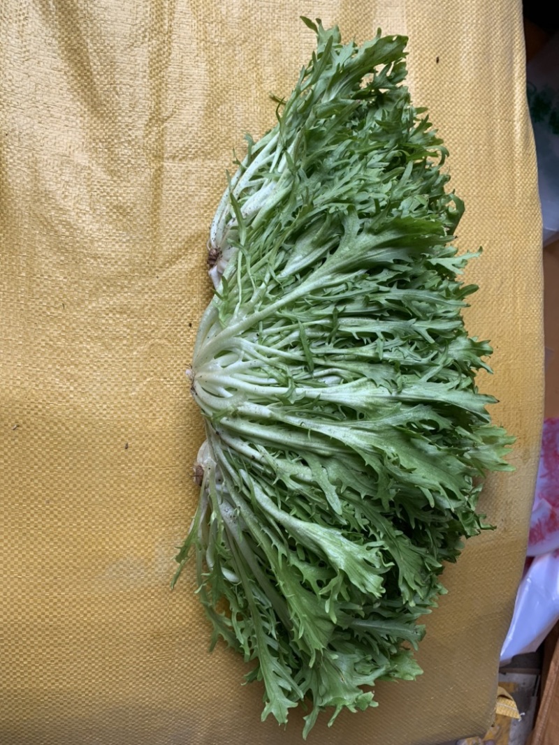 苦菊，。菊花苦菊，黄心苦菊