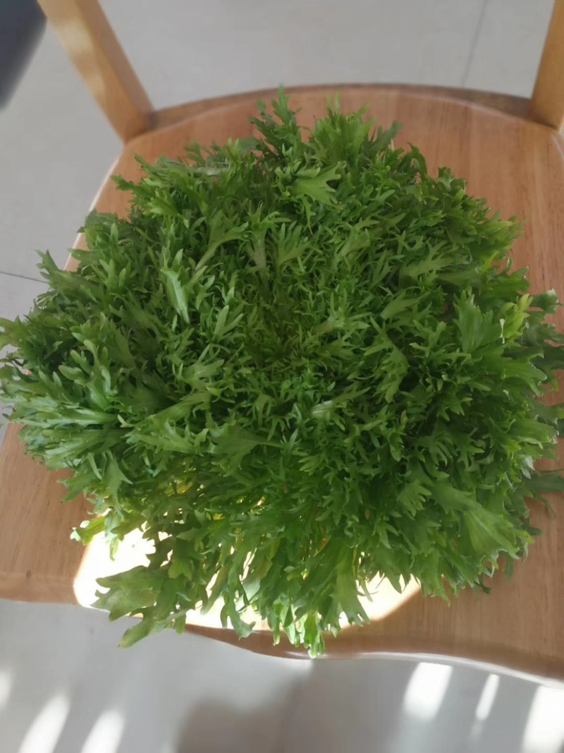 苦菊，。菊花苦菊，黄心苦菊