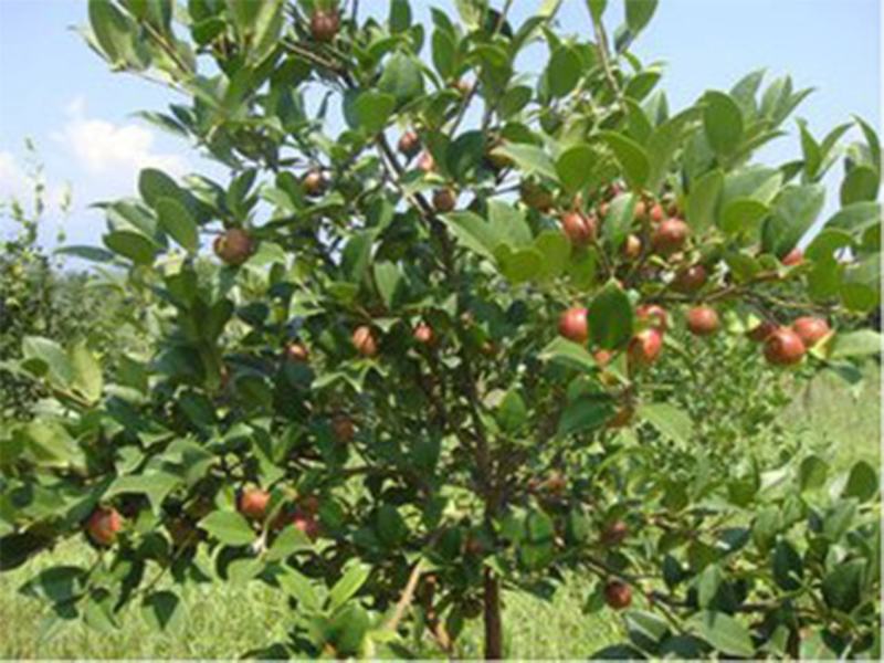 油茶油茶树成林挂果油茶绿化树油茶球