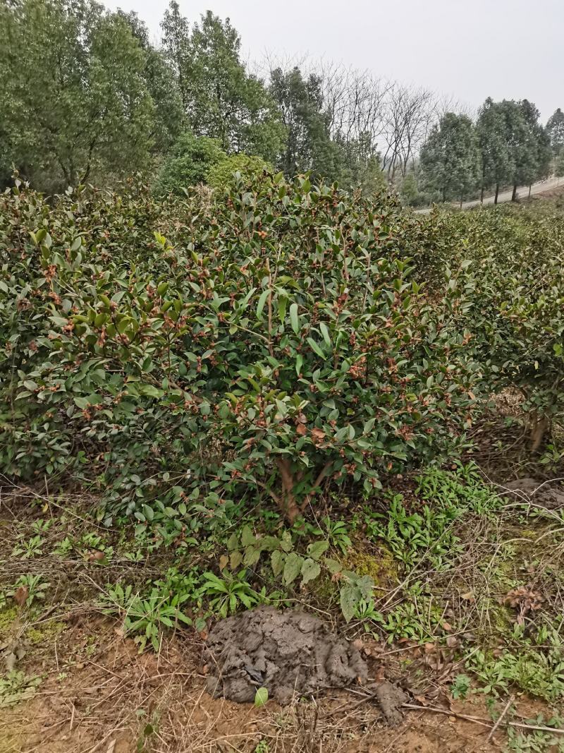 油茶油茶树成林挂果油茶绿化树油茶球