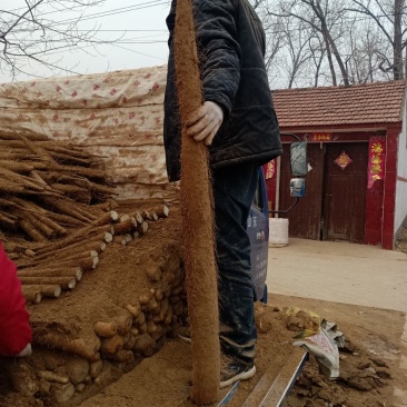 大家好，我是一亩田小彭，我这里山药大量走货中，价格稳，欢