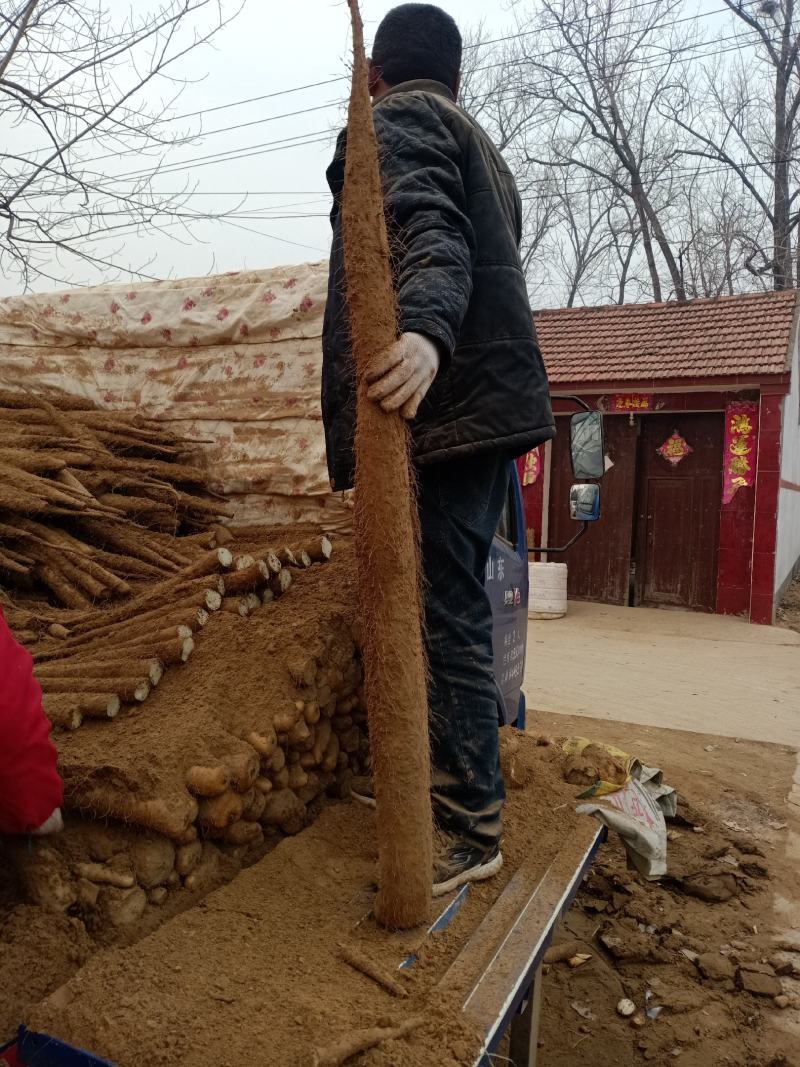 大家好，我是一亩田小彭，我这里山药大量走货中，价格稳，欢
