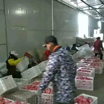 烟台红富士苹果开库包装中......