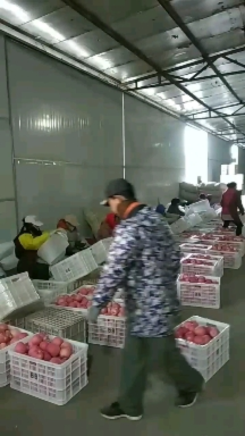 烟台红富士苹果开库包装中......