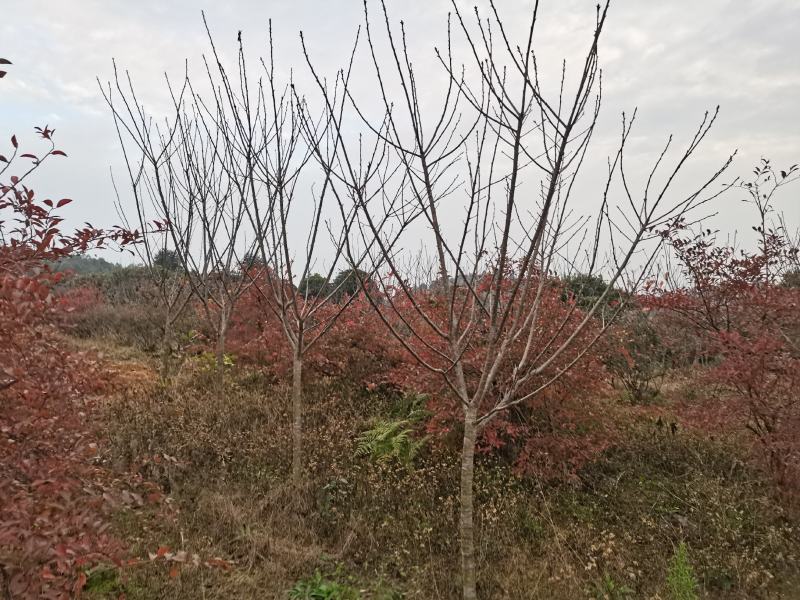 樱花樱花树3至7公分早樱晚樱