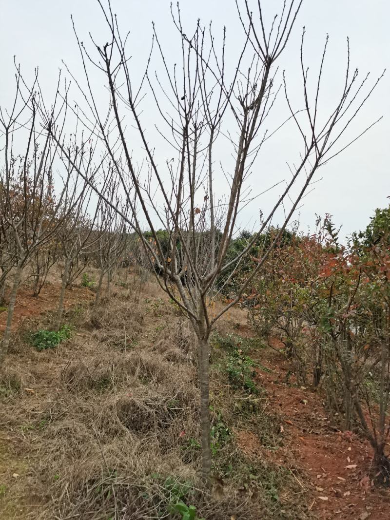 樱花樱花树3至7公分早樱晚樱
