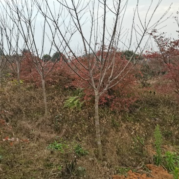 樱花樱花树3至7公分早樱晚樱
