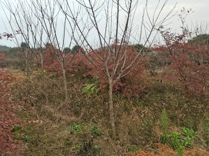 樱花樱花树3至7公分早樱晚樱