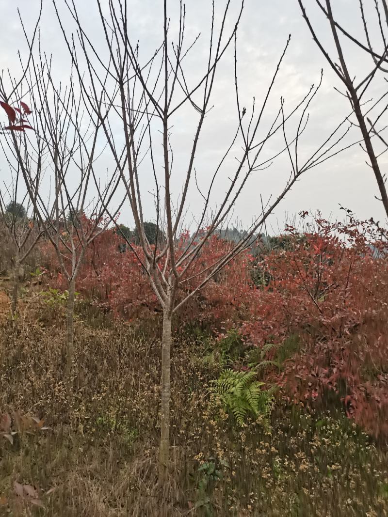 樱花樱花树3至7公分早樱晚樱