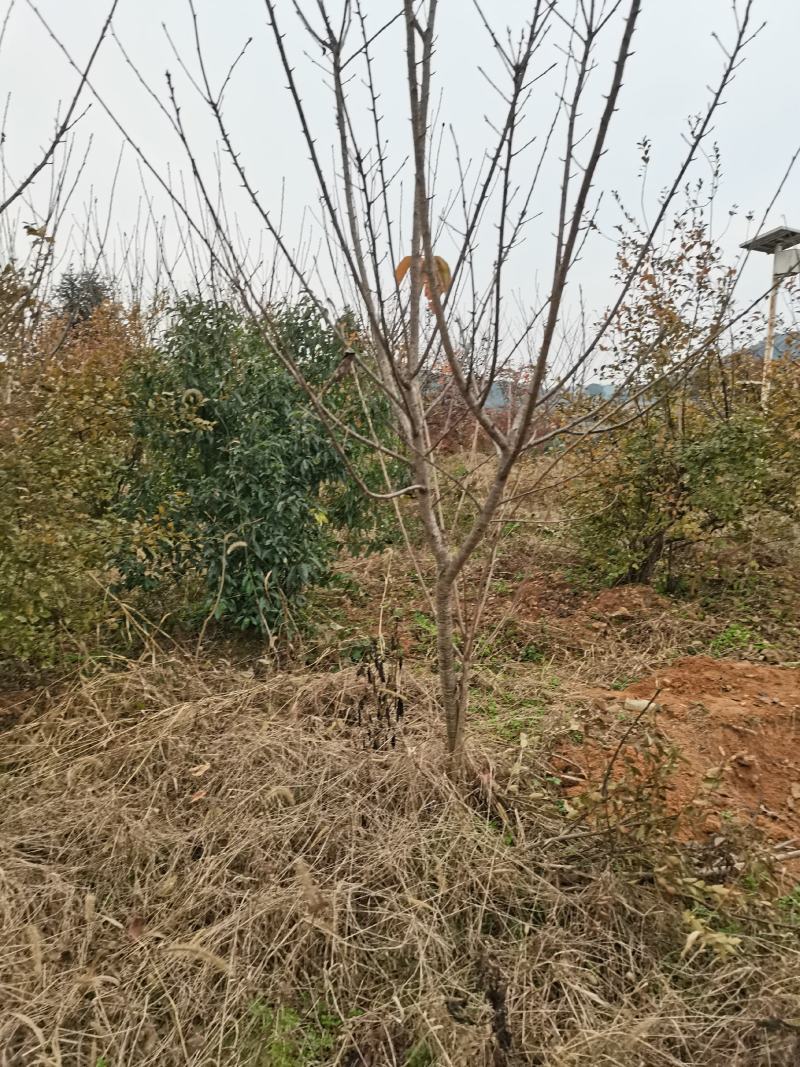樱花樱花树3至7公分早樱晚樱