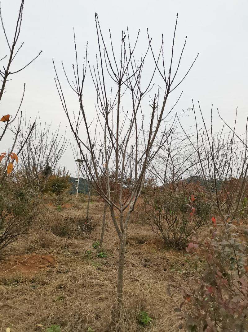 樱花樱花树3至7公分早樱晚樱