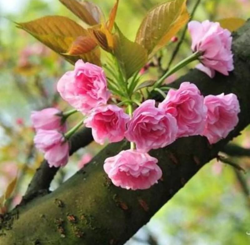 樱花樱花树3至7公分早樱晚樱