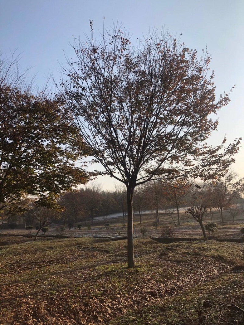 榉树江苏南京绿化苗木，产地直供，货优量足一手货源欢迎选购
