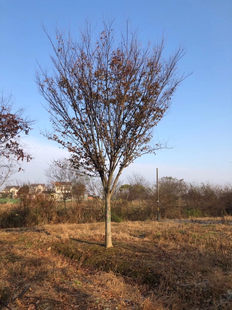 榉树江苏南京绿化苗木，产地直供，货优量足一手货源欢迎选购