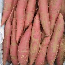 红薯西瓜红山东红薯品质保证，欢迎咨询