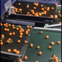 沙糖桔甜度超乎你的想想