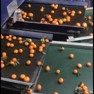 沙糖桔甜度超乎你的想想