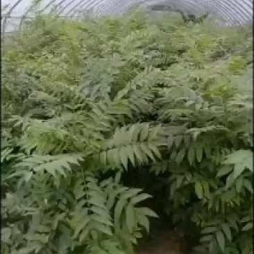 优质红油香椿苗香椿苗基地直供量大从优诚信