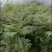 优质红油香椿苗香椿苗基地直供量大从优诚信