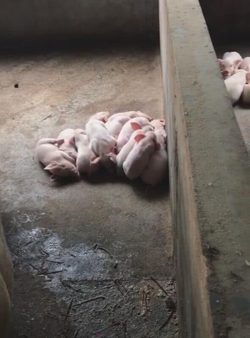（品质保障）正宗健康小猪手慢无手快有
