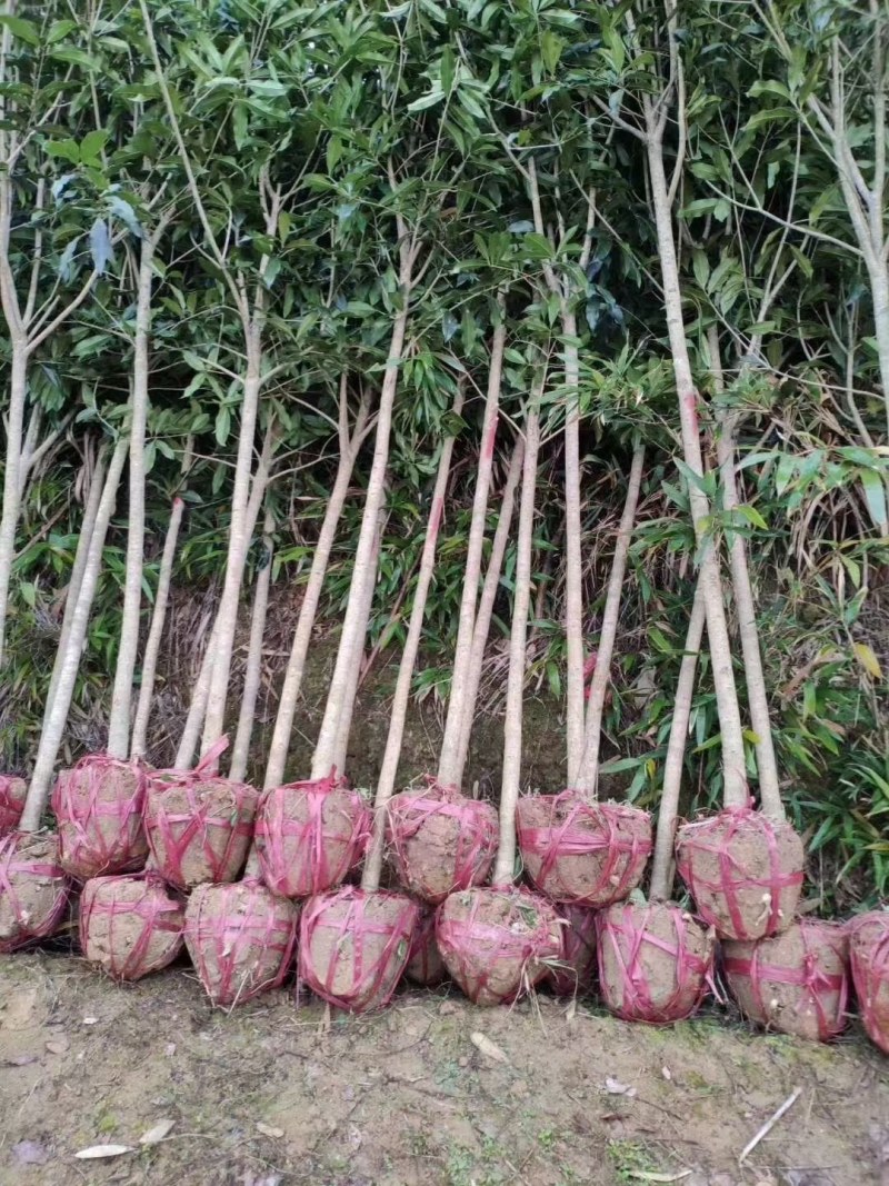 桂花树苗，桂花树，金桂丹桂四季桂，桂花树大树