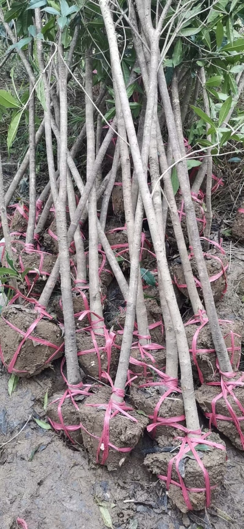 桂花树苗，桂花树，金桂丹桂四季桂，桂花树大树